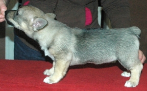 Wee